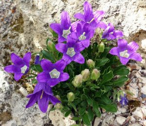 Miniature gardens - Alpine Garden Society